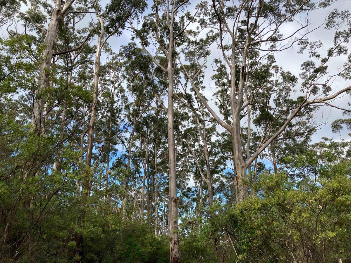 Edge Of The Forest Motel Margaret River Exterior photo